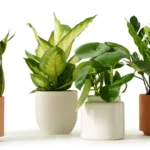 What Type of Home Did the Jumano Tribe Live In?