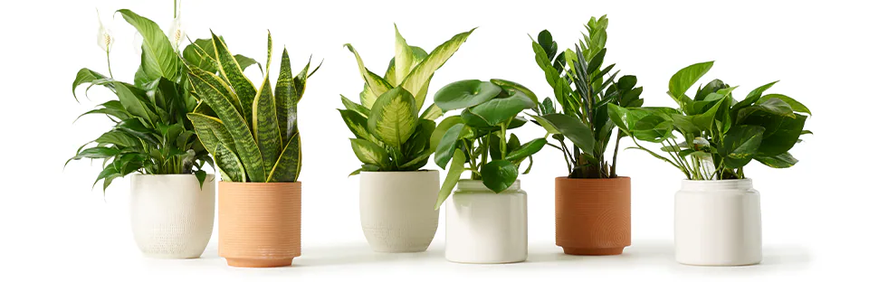 Types of House Plants
